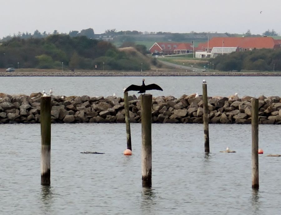 Vind under vingerne