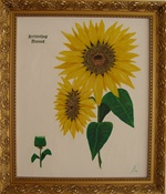 Solsikke