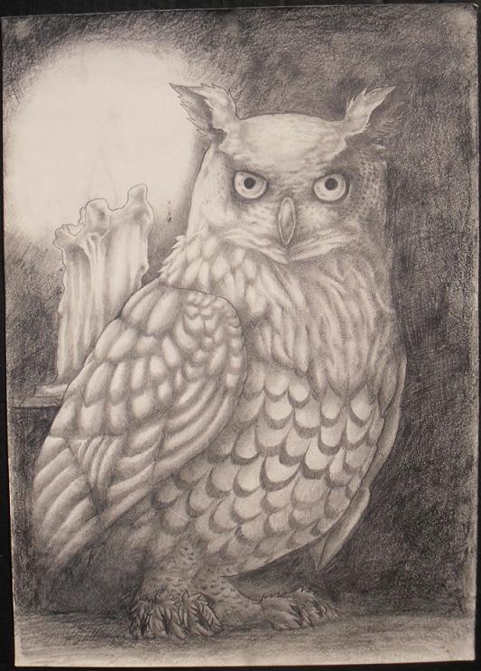 owl
