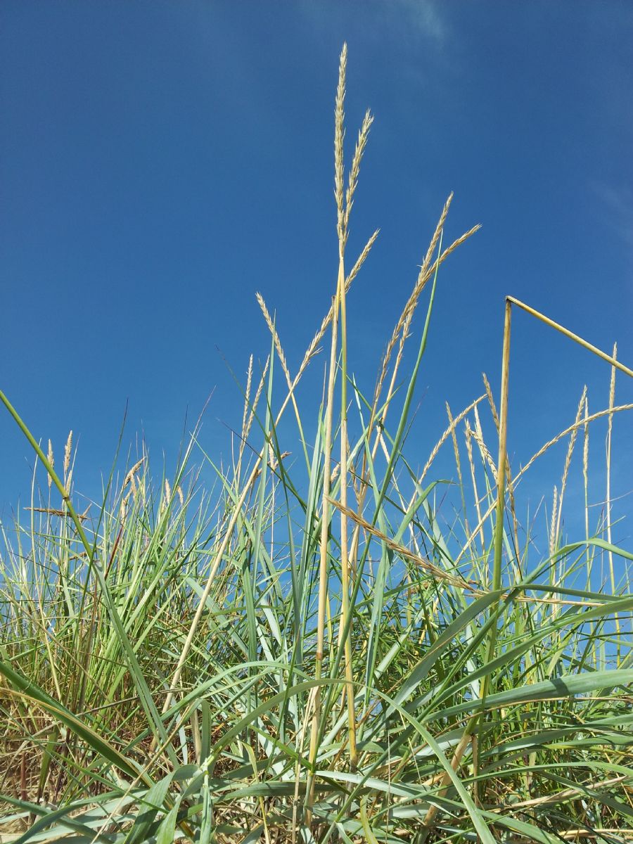 sommer dag på stranden