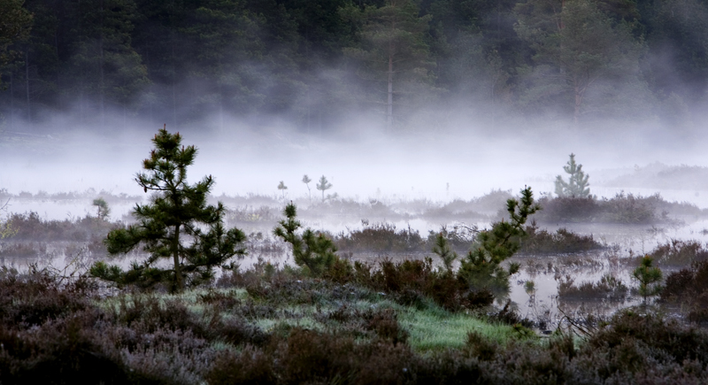 Morning Mist