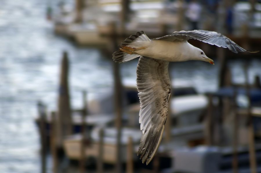 Kunsten til at flyve 01