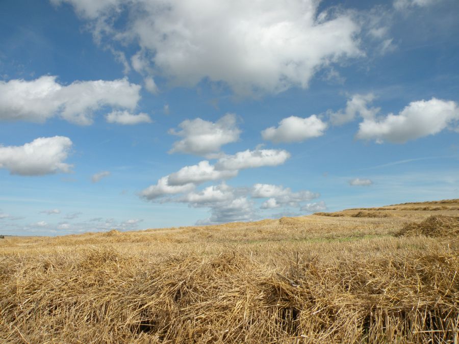 Markvandring efter høst 2012
