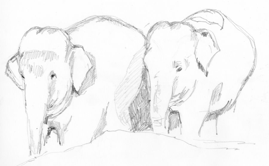 Elefantcroquis