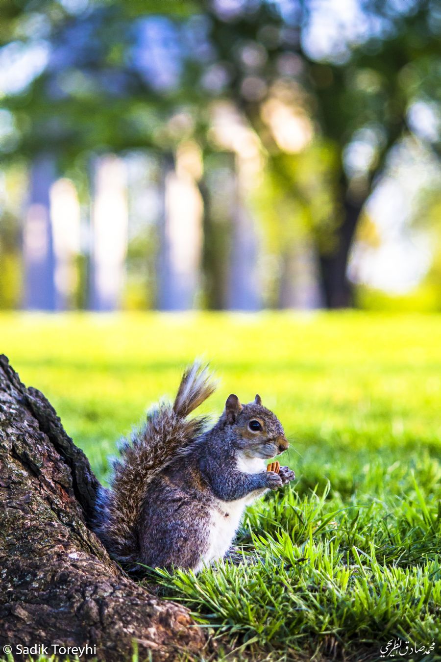 American Eastern gray squirrel