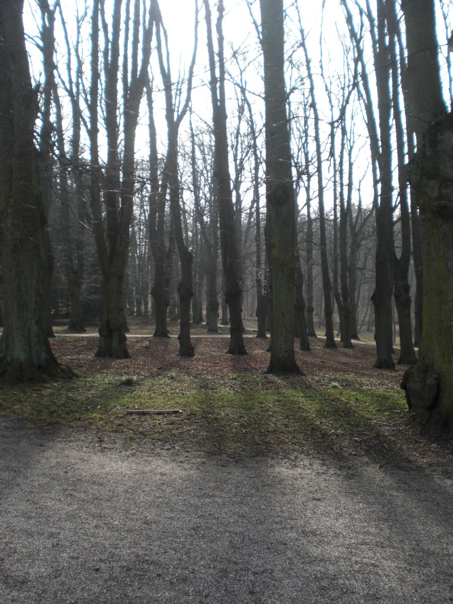 lysning