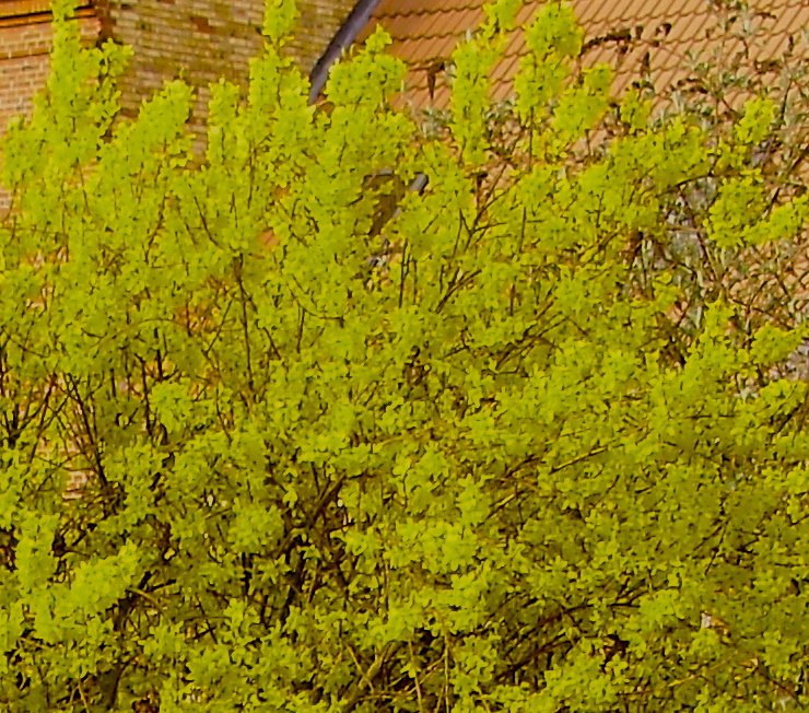 Forårstræ i blomst