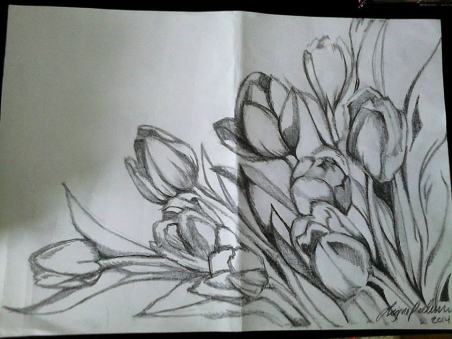Tulipaner