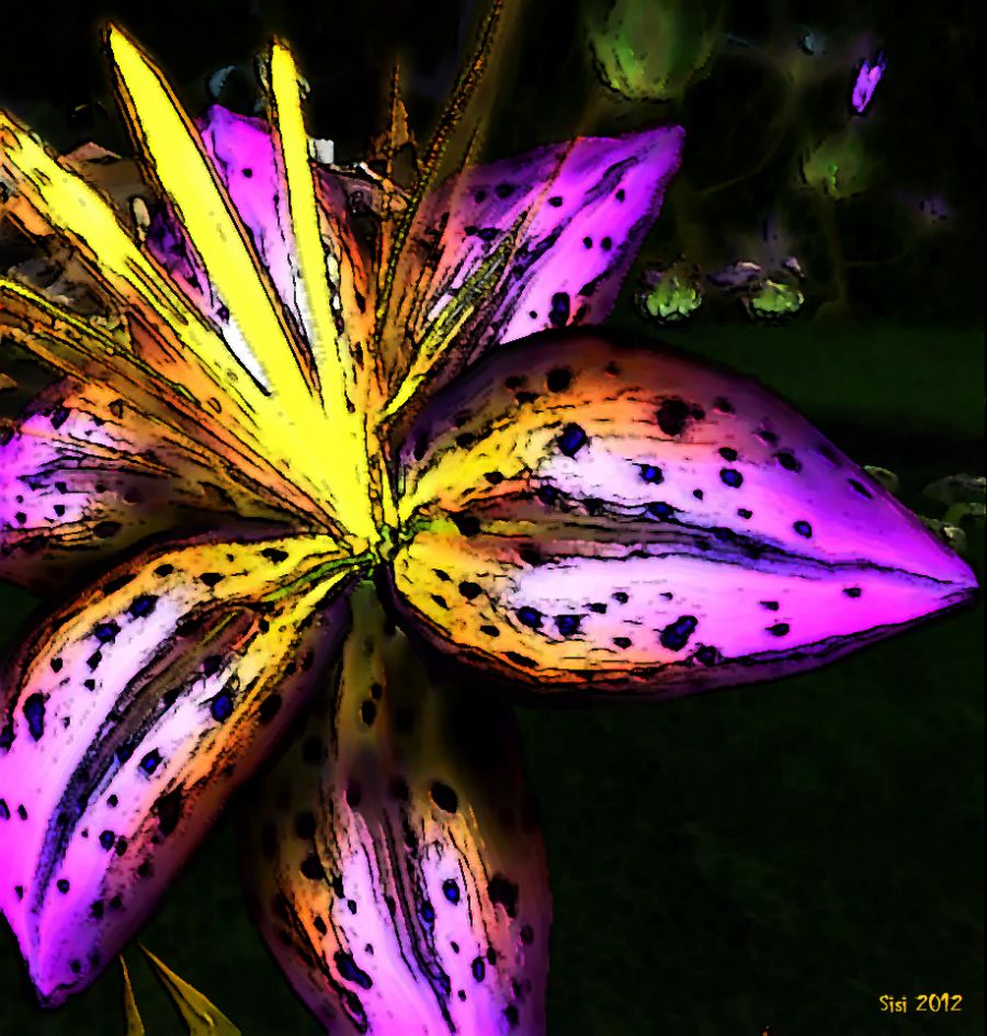 Purple lillie