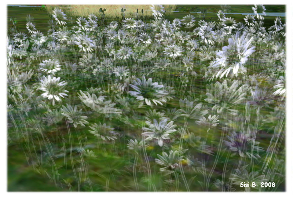 Ghostflowers