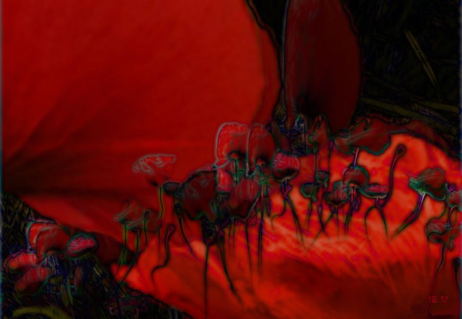 Poppies