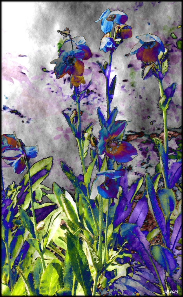 Lillies
