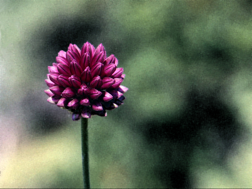 Blomst 3