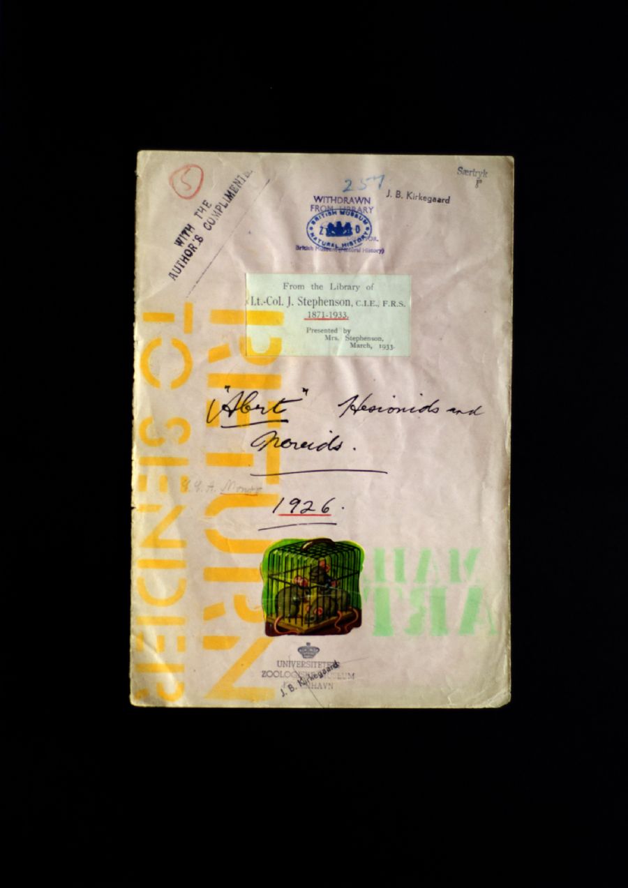 Rotteræs