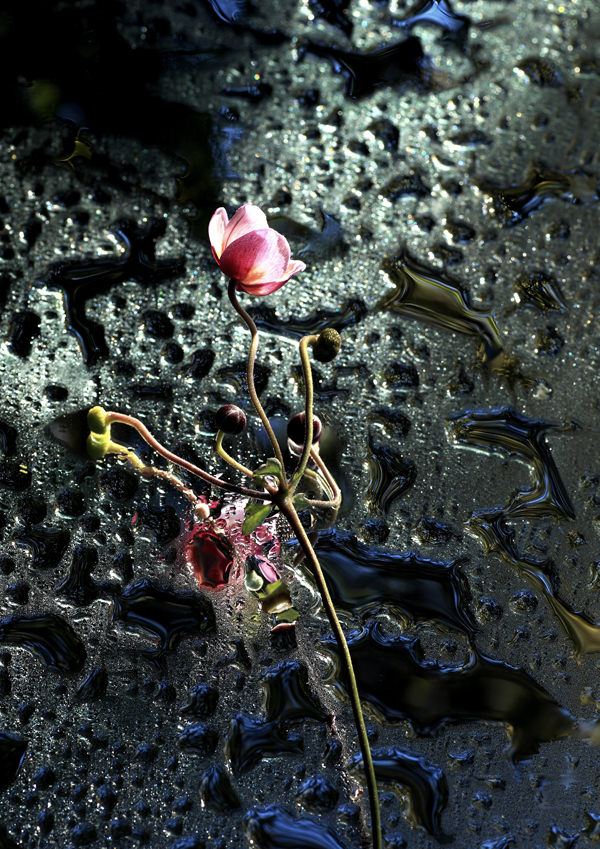 Blomst på glas