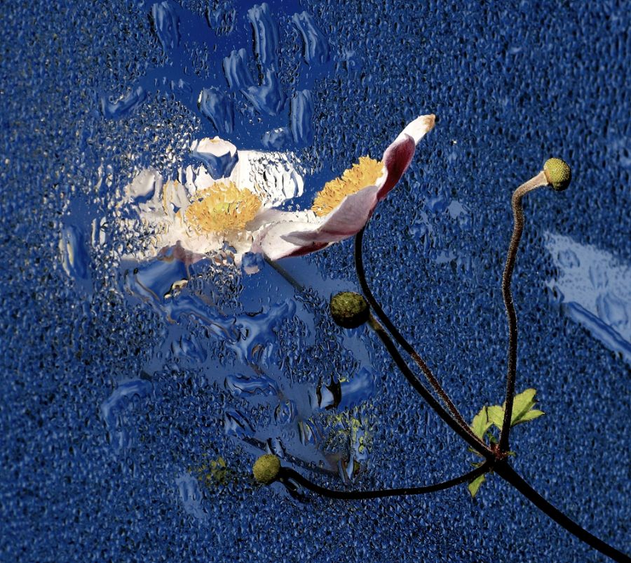 Blomst på glas