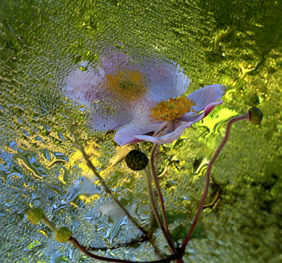 Blomst på glas;-)