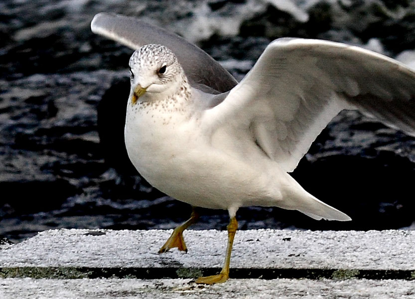 Blot en måge