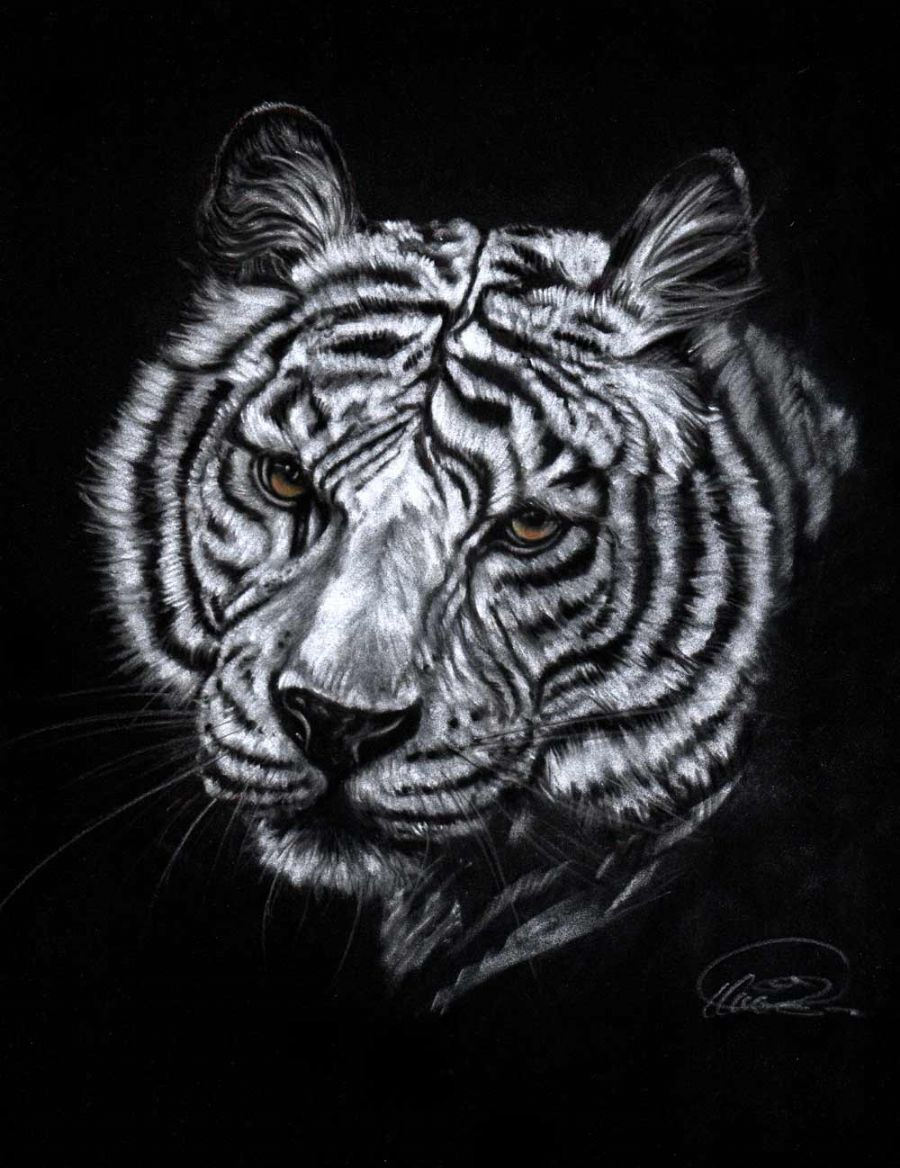 Eye of the tiger