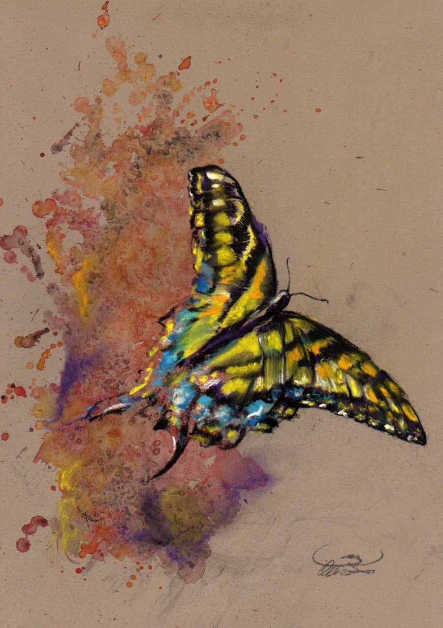 Butterfly emerge