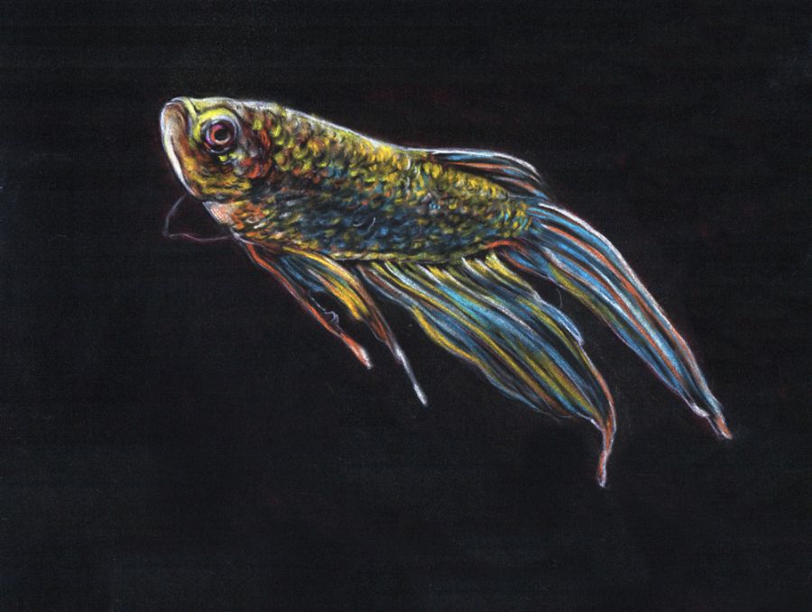 The gold fish