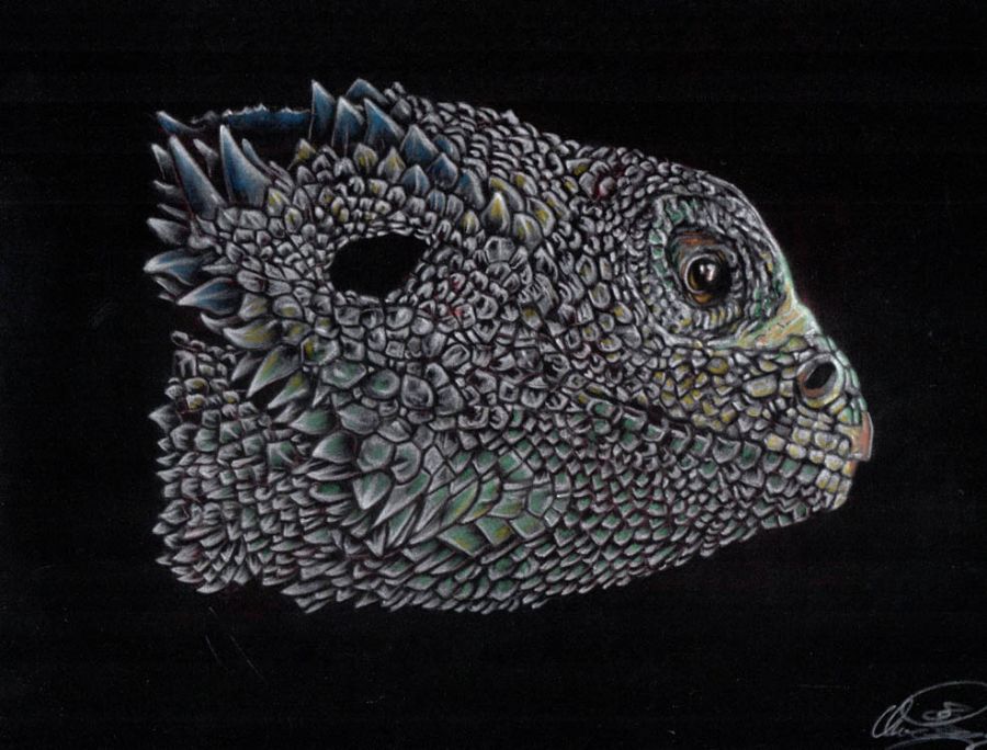 The Lizzard