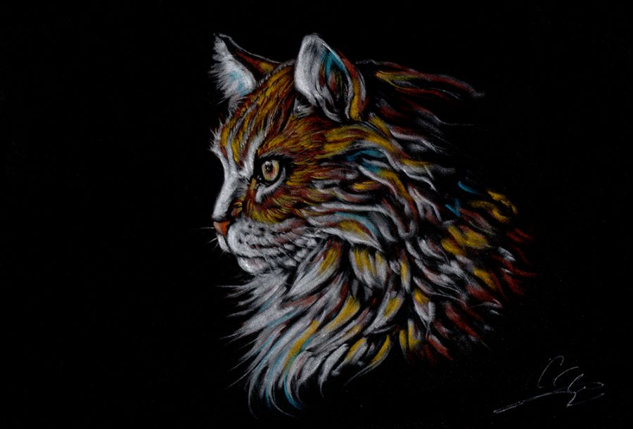 Cittecat