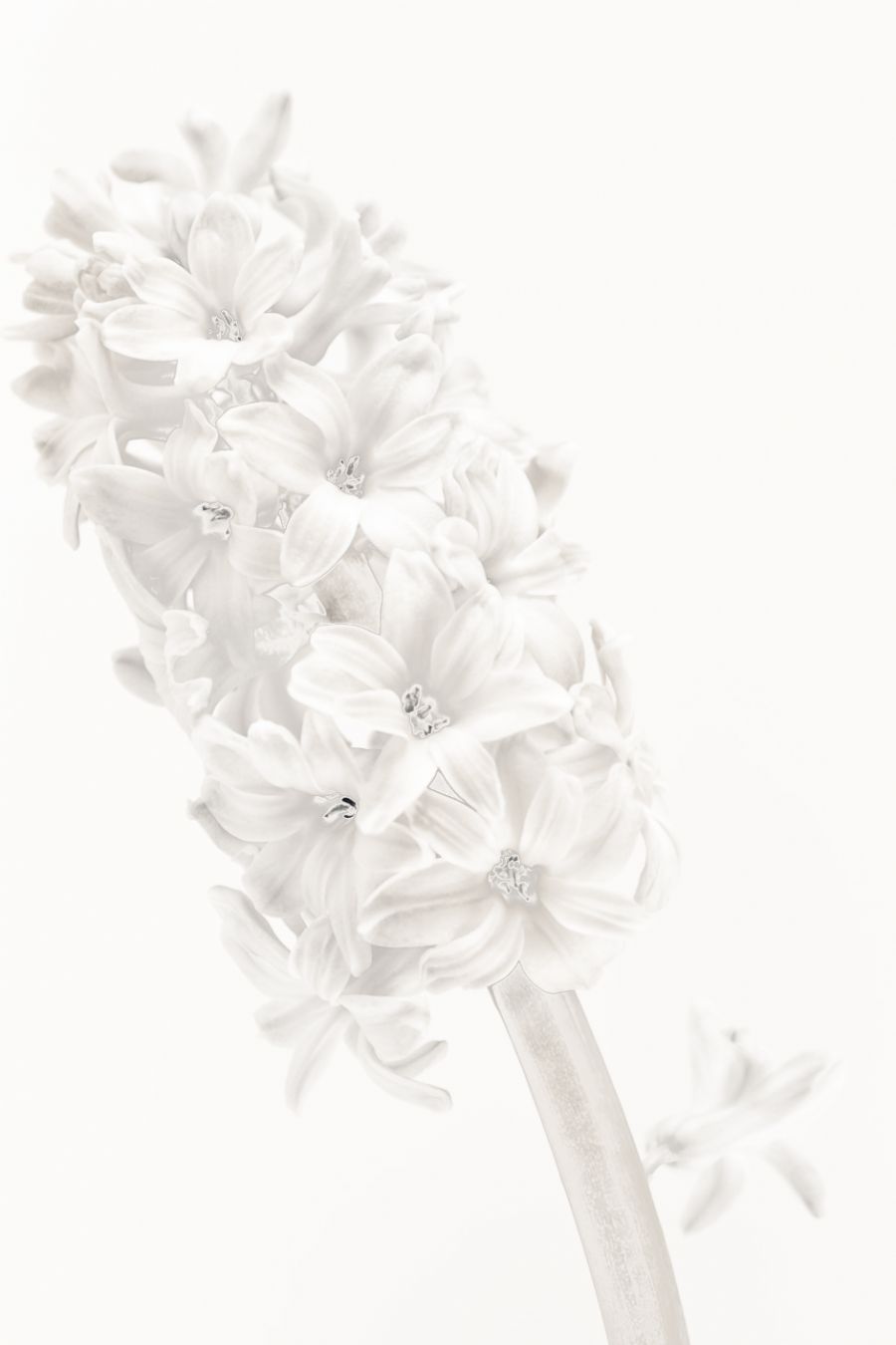Blomst