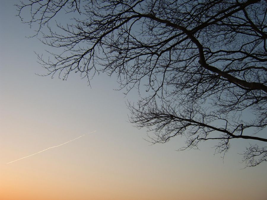 Træ mod himmel