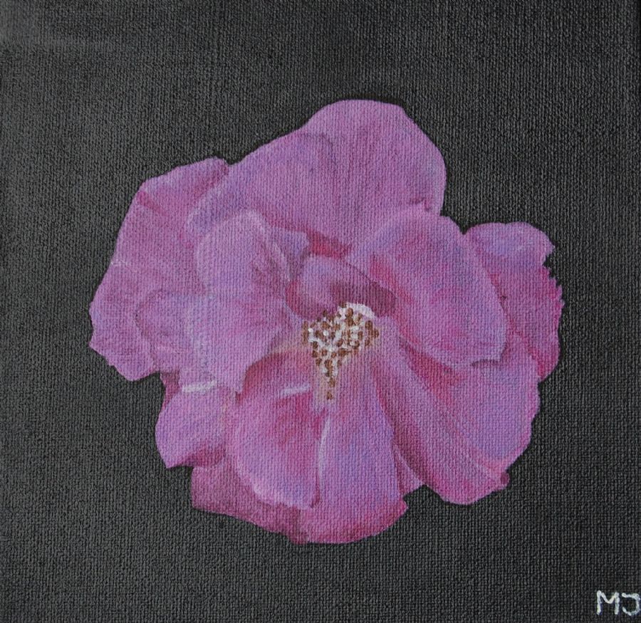 Rose Rhapsody in blue