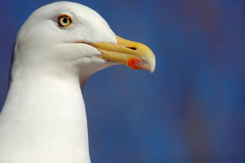 Kongemåge en profil