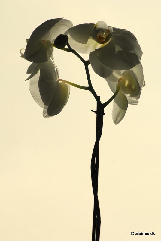 flower2