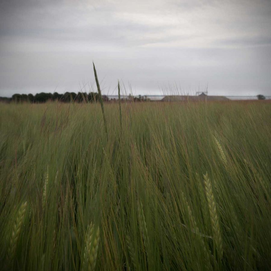 Landskabsfoto Bøsøre juli 2013