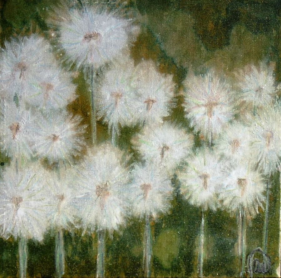 Pusteblumen 1