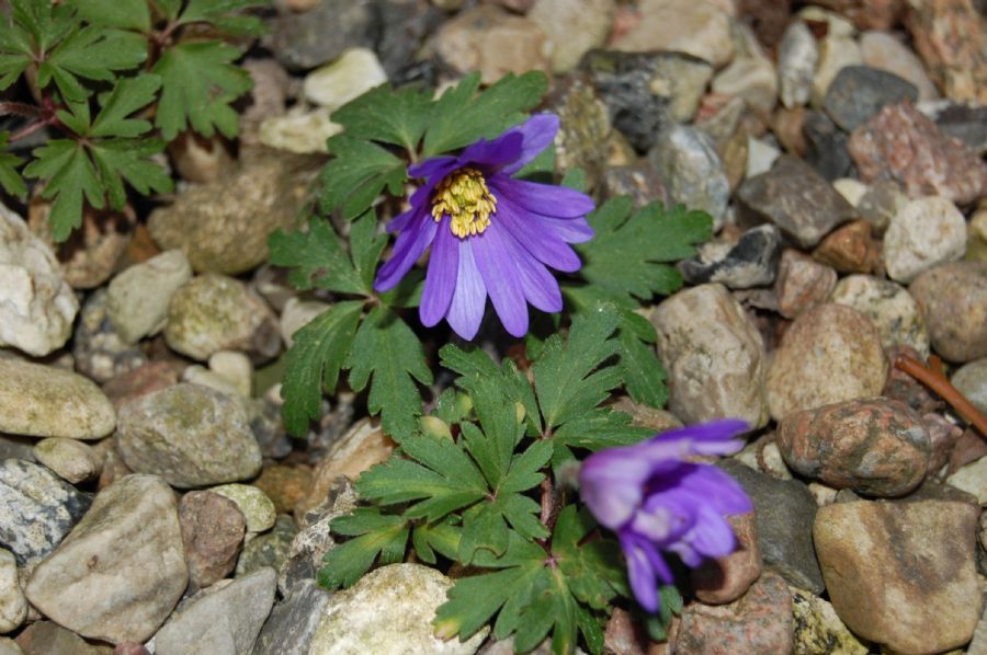 "Forår"
