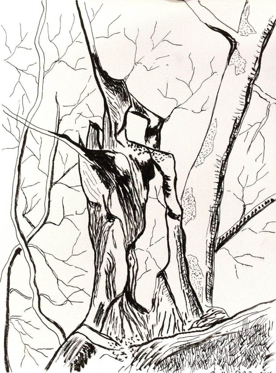 "Gammelt træ 3"