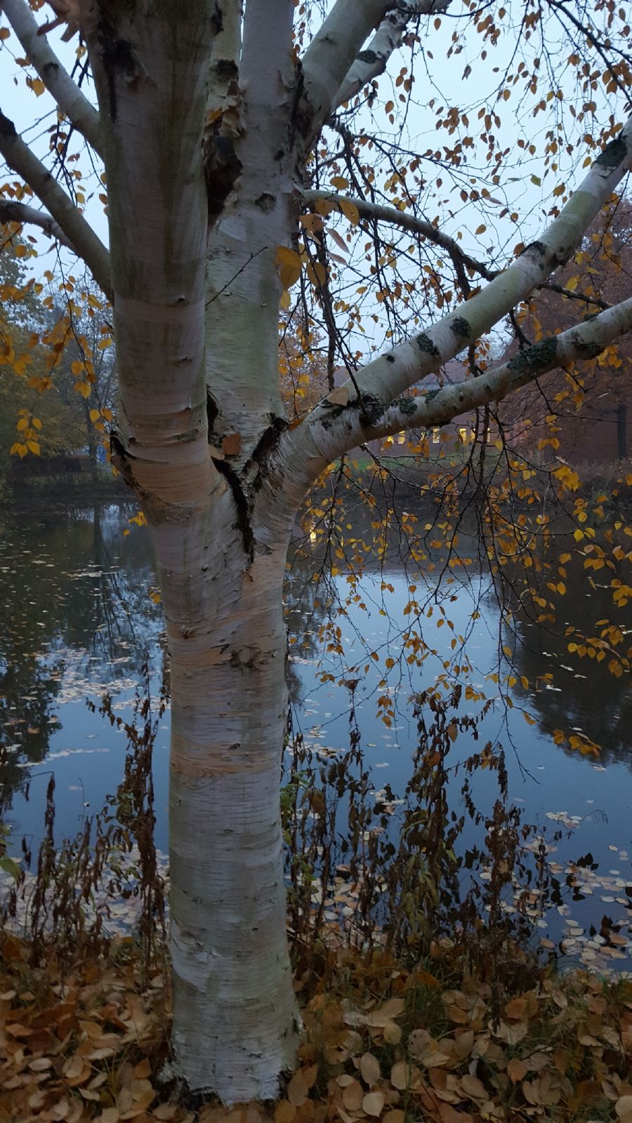 Skumringstimen ved sø i Sorø