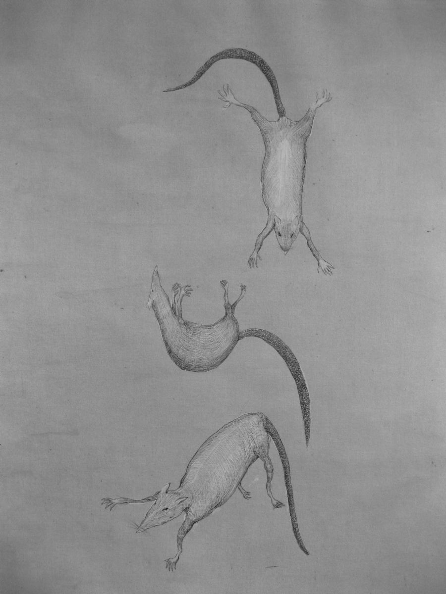 The fall of the rats