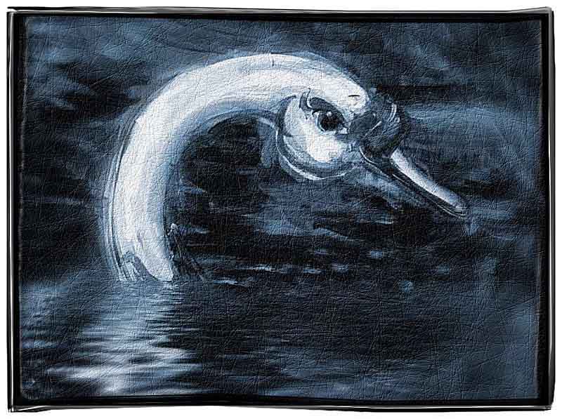 A swan