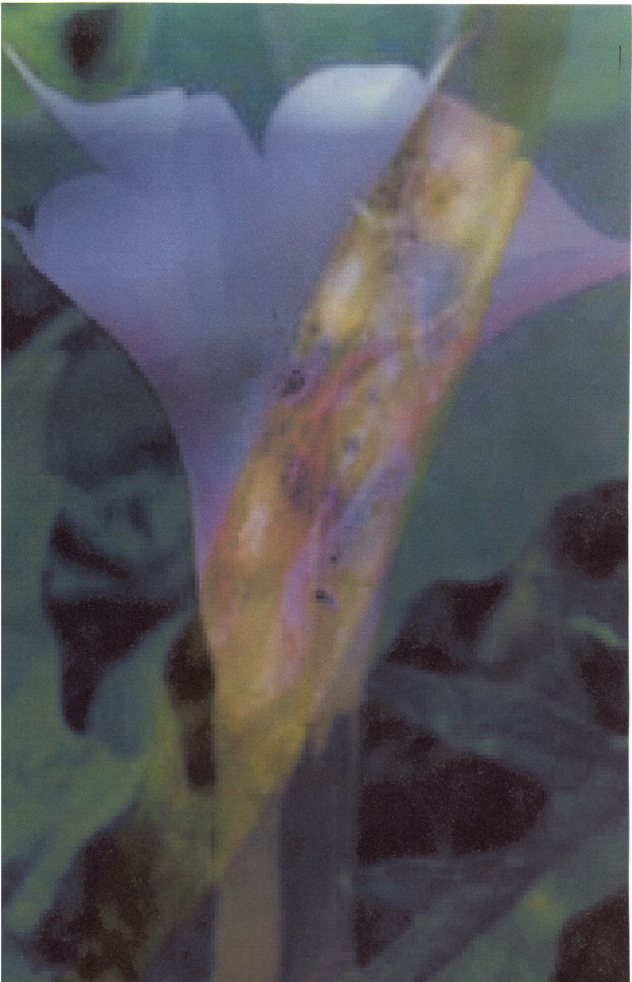 Metamorfos