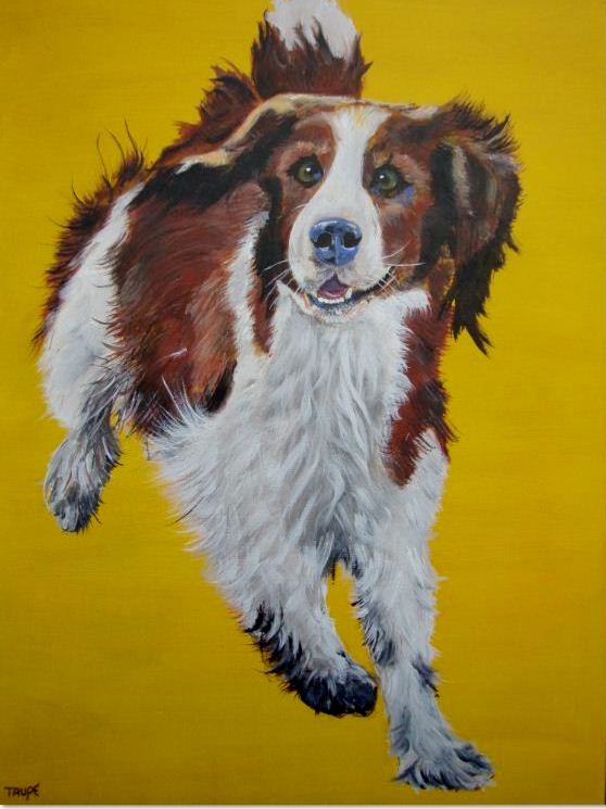 Glad springer spaniel