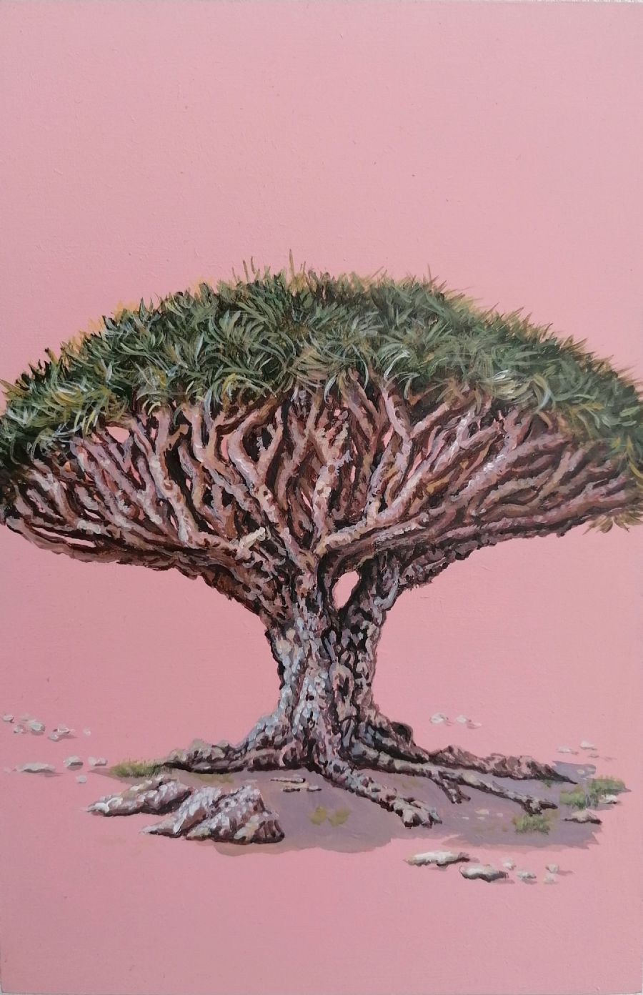 Baobabtræ fra Yemen.