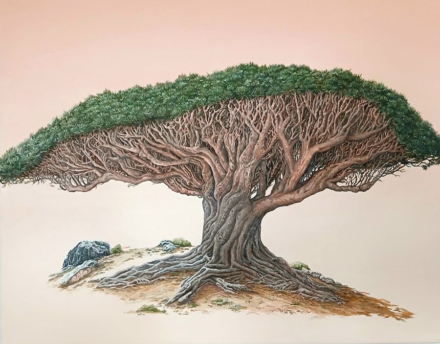 Drageblodstrae fra Socotra Island.