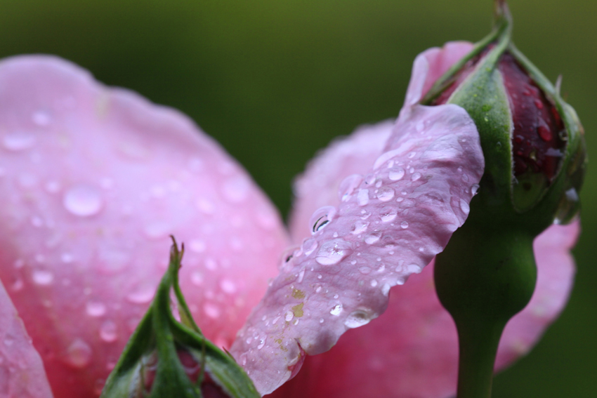 Rose with dew