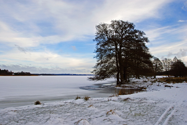 vinter træ