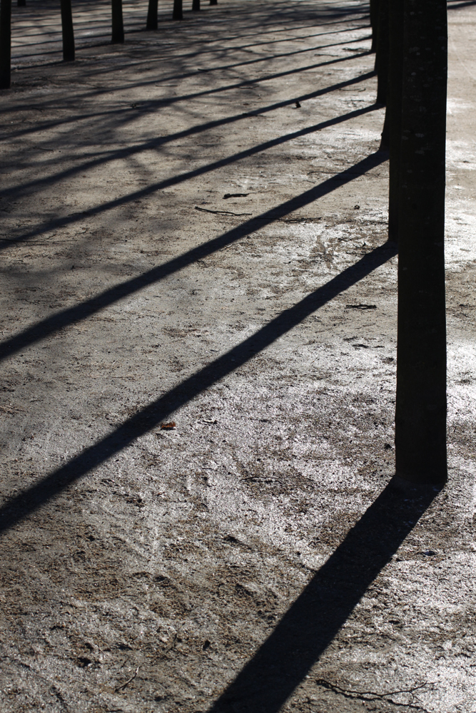 Shadows and trees