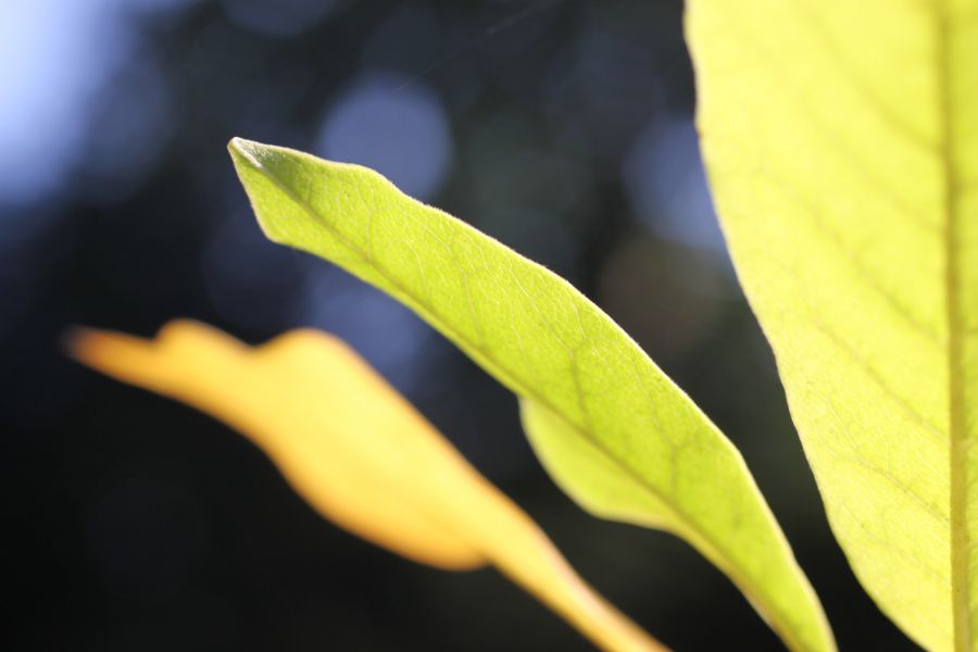Soft leaves