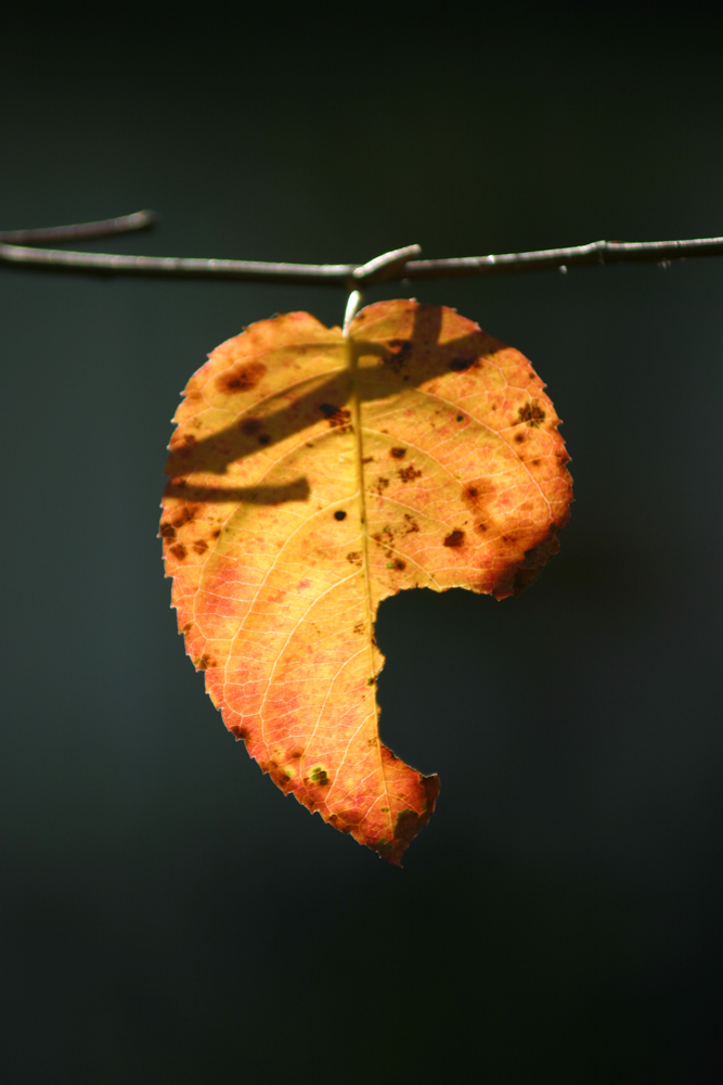 Single leaf