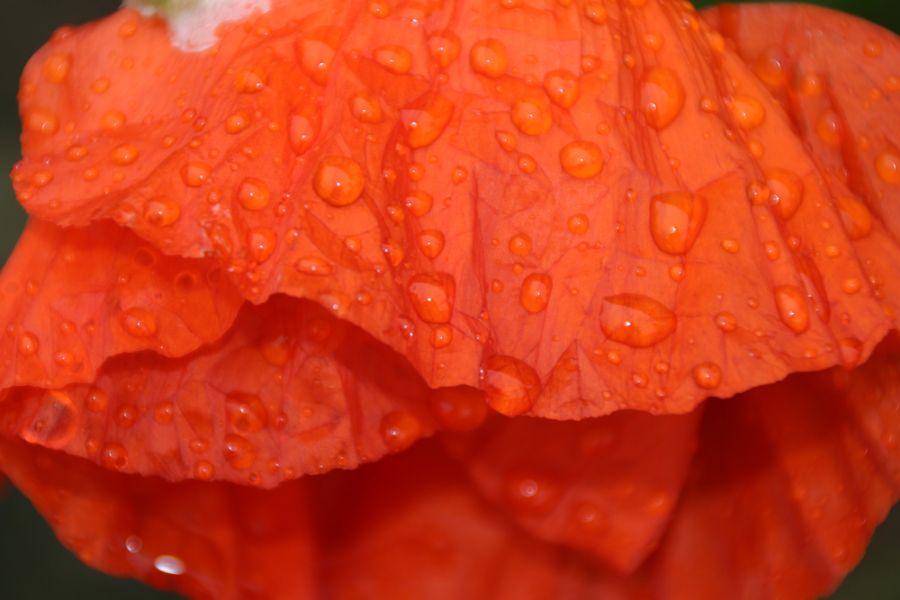Raindrops on poppy