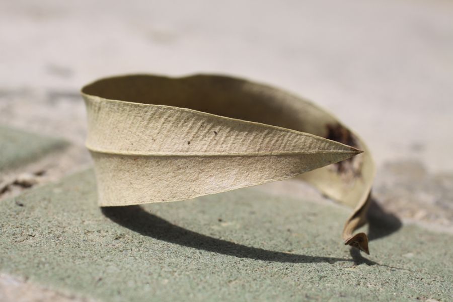 Round leaf